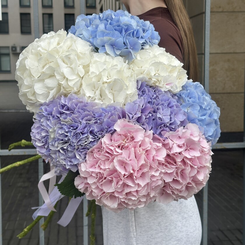 Голландская гортензия